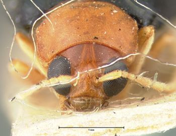 Media type: image; Entomology 18391   Aspect: head frontal view